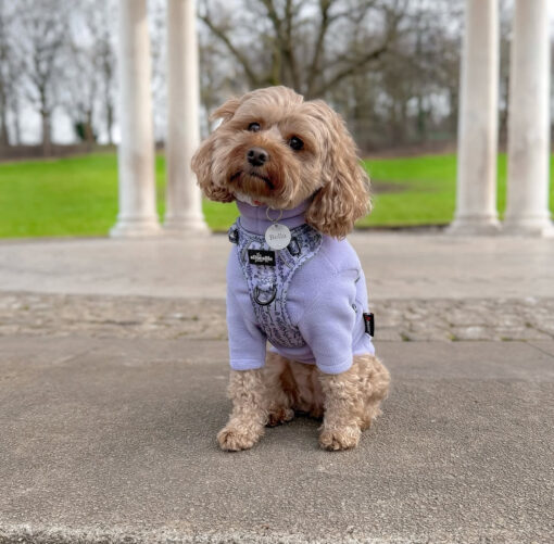 Pawsitively Perfect: Meet Bella - Image 3