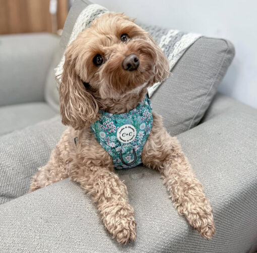 Pawsitively Perfect: Meet Bella - Image 5