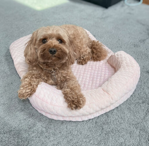 Pawsitively Perfect: Meet Bella - Image 4
