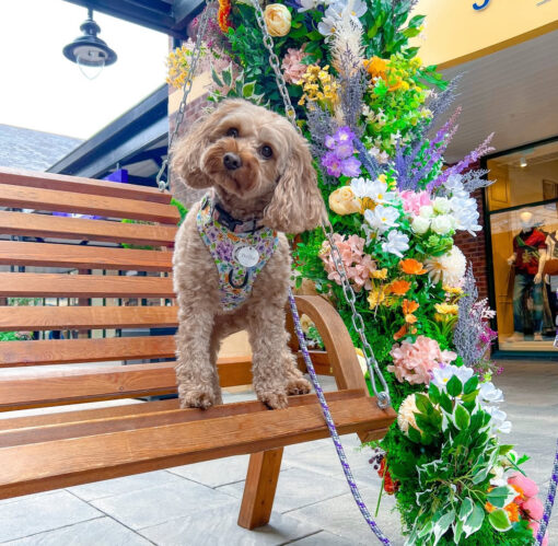 Pawsitively Perfect: Meet Bella - Image 2