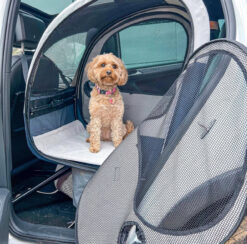 Pawsitively Perfect: Meet Bella
