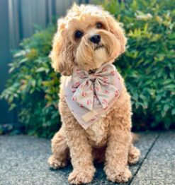 Pawsitively Perfect: Meet Bobbie