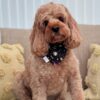 Pawsitively Perfect: Meet Pablo