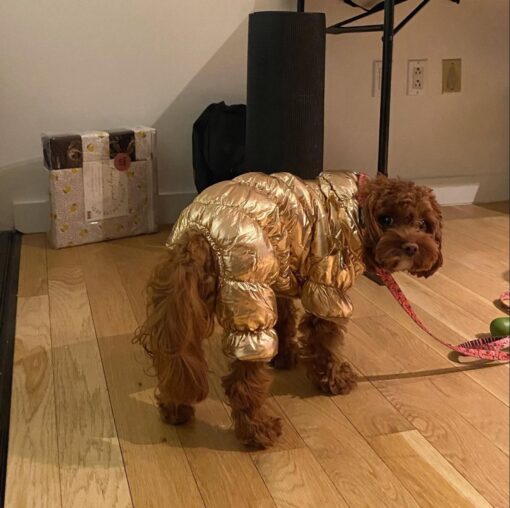 Pawsitively Perfect: Meet Lyra - Image 6