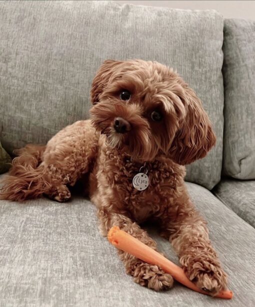 Pawsitively Perfect: Meet Lyra