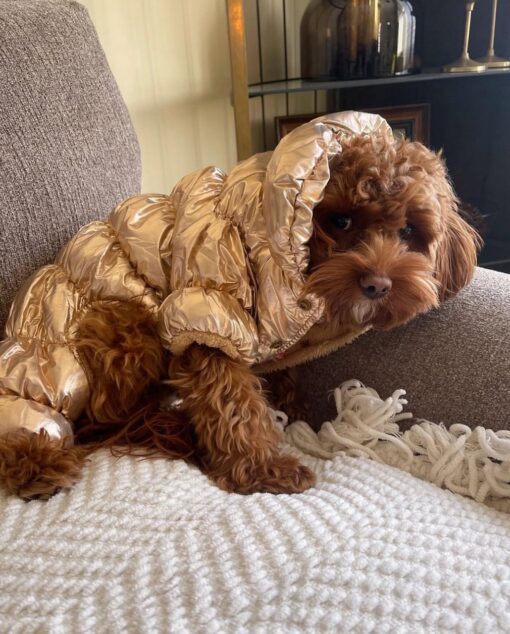 Pawsitively Perfect: Meet Lyra - Image 5
