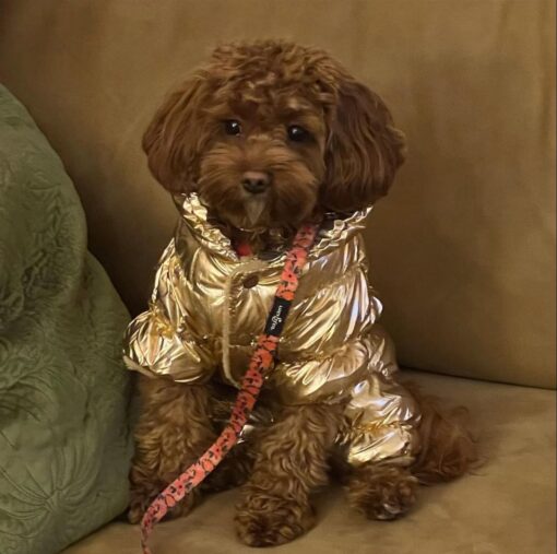 Pawsitively Perfect: Meet Lyra - Image 4