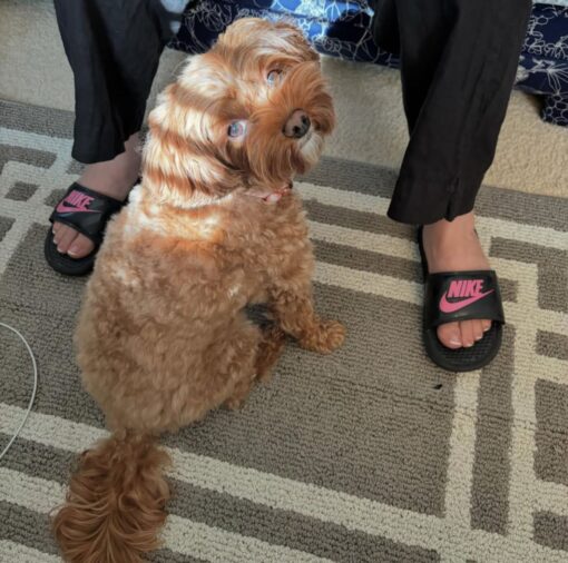 Pawsitively Perfect: Meet Lyra - Image 2